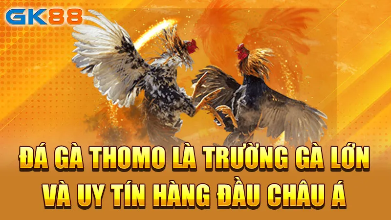 DA-GA-THOMO-LA-TRUONG-GA-LON-VA-UY-TIN-HANG-DAU-CHAU-A-GK88_4_11zon