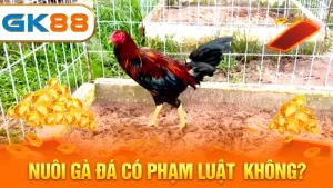 nuoi-ga-da-co-pham-luat-khong-gk88