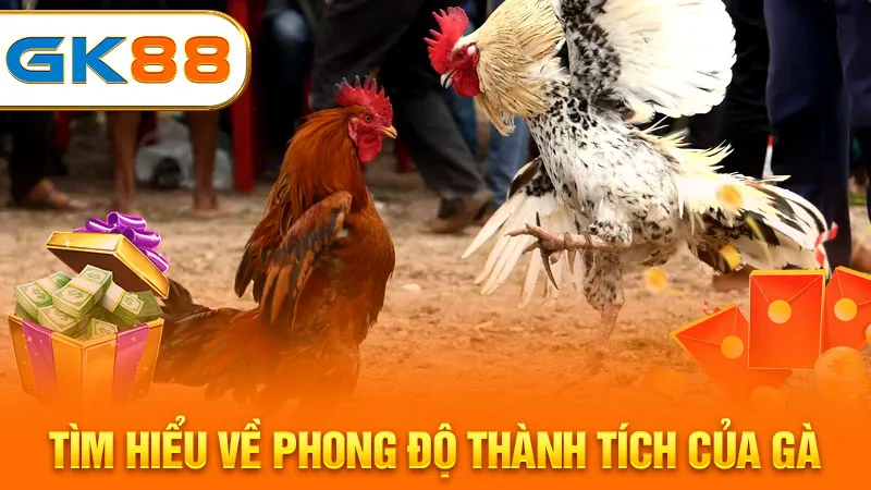 tim-hieu-ve-phong-do-thanh-tich-cua-ga-gk88